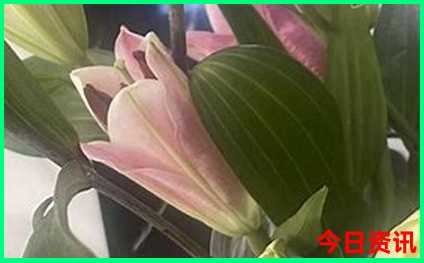 到云南旅游什么季节最好